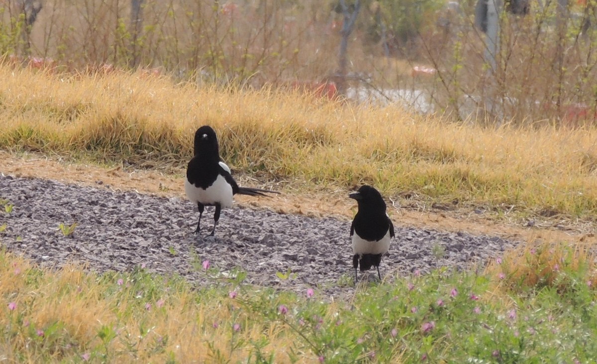 Oriental Magpie - ML636574985