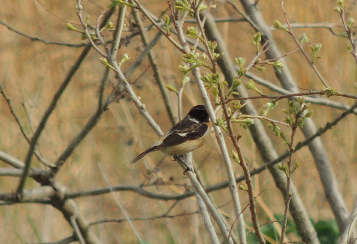 Amur Stonechat - ML636574991