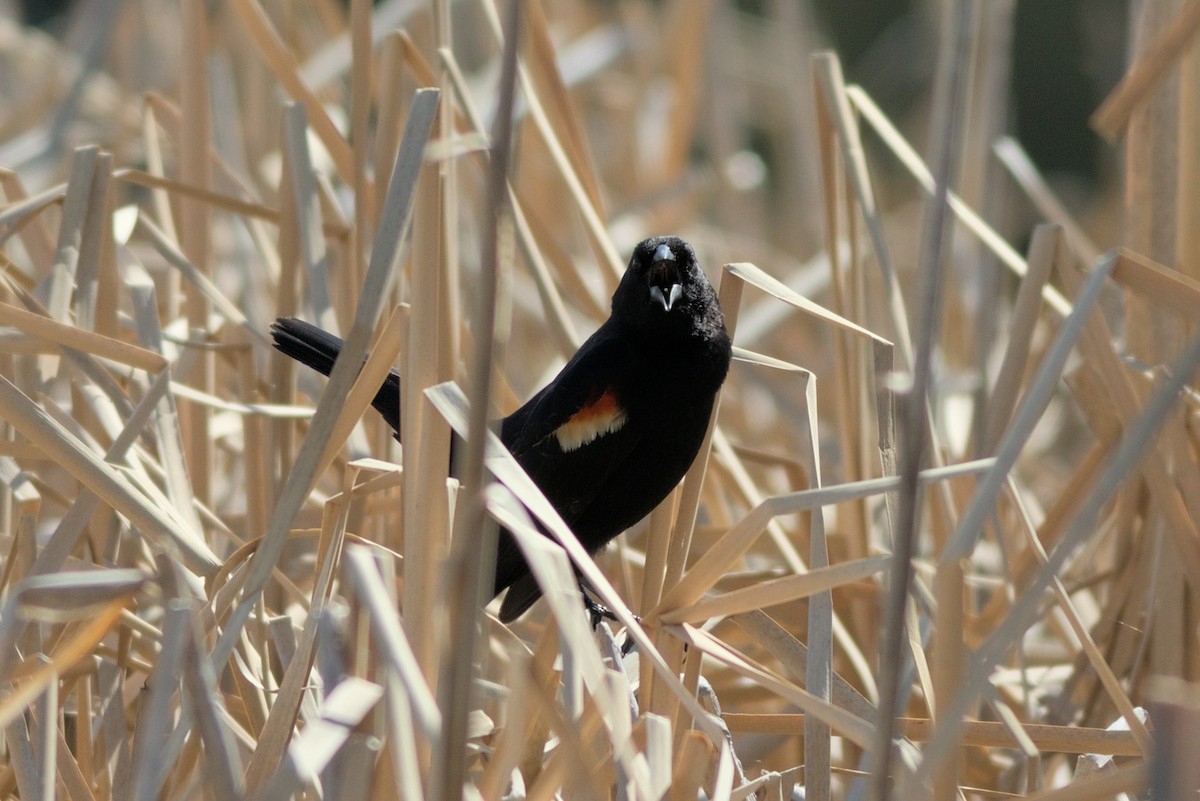 Red-winged Blackbird - ML636575020