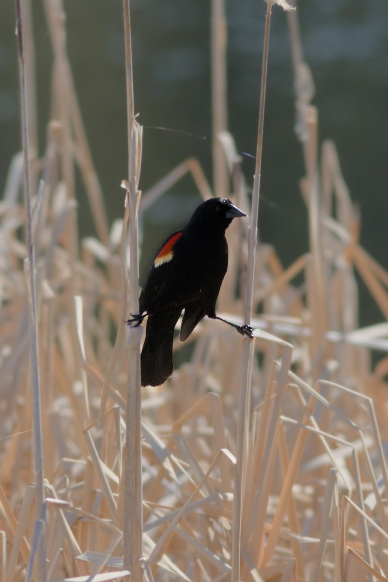 Red-winged Blackbird - ML636575023