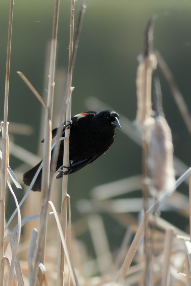 Red-winged Blackbird - ML636575024