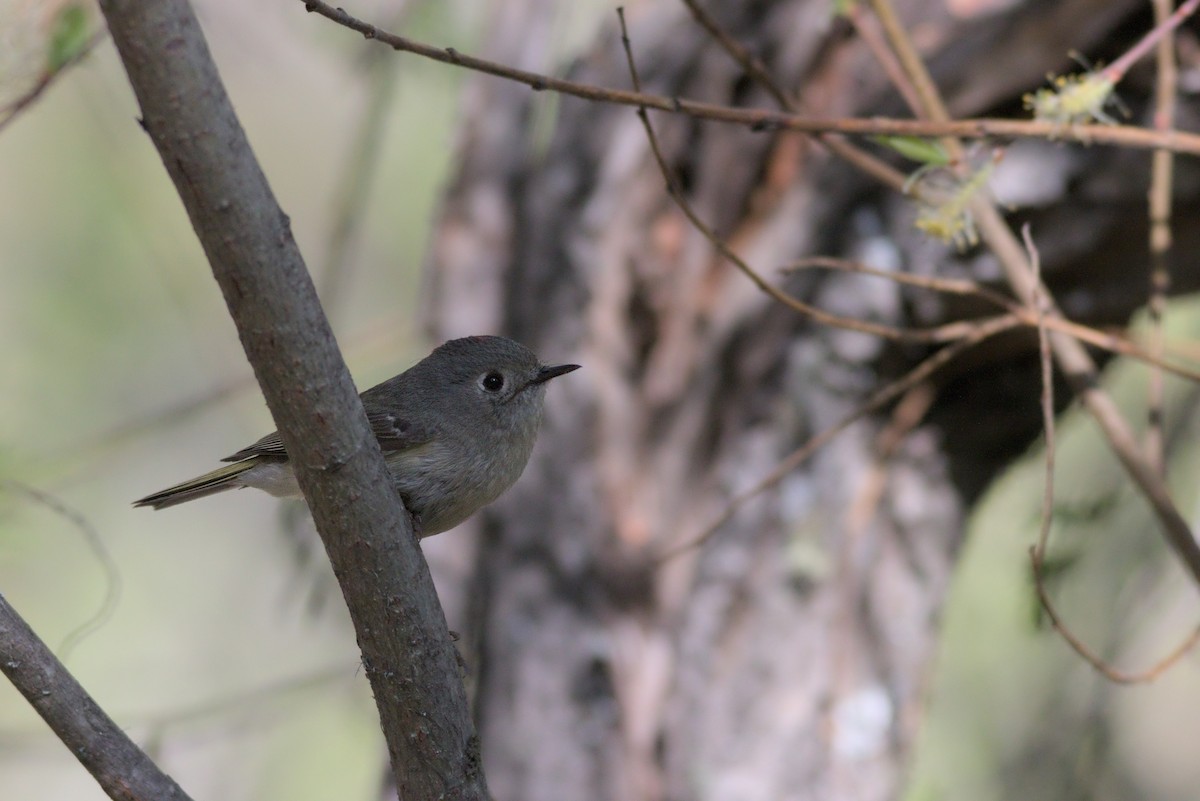 Ruby-crowned Kinglet - ML636575037