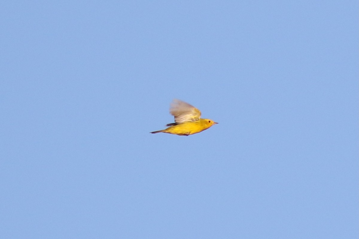 Wilson's Warbler - ML636575088