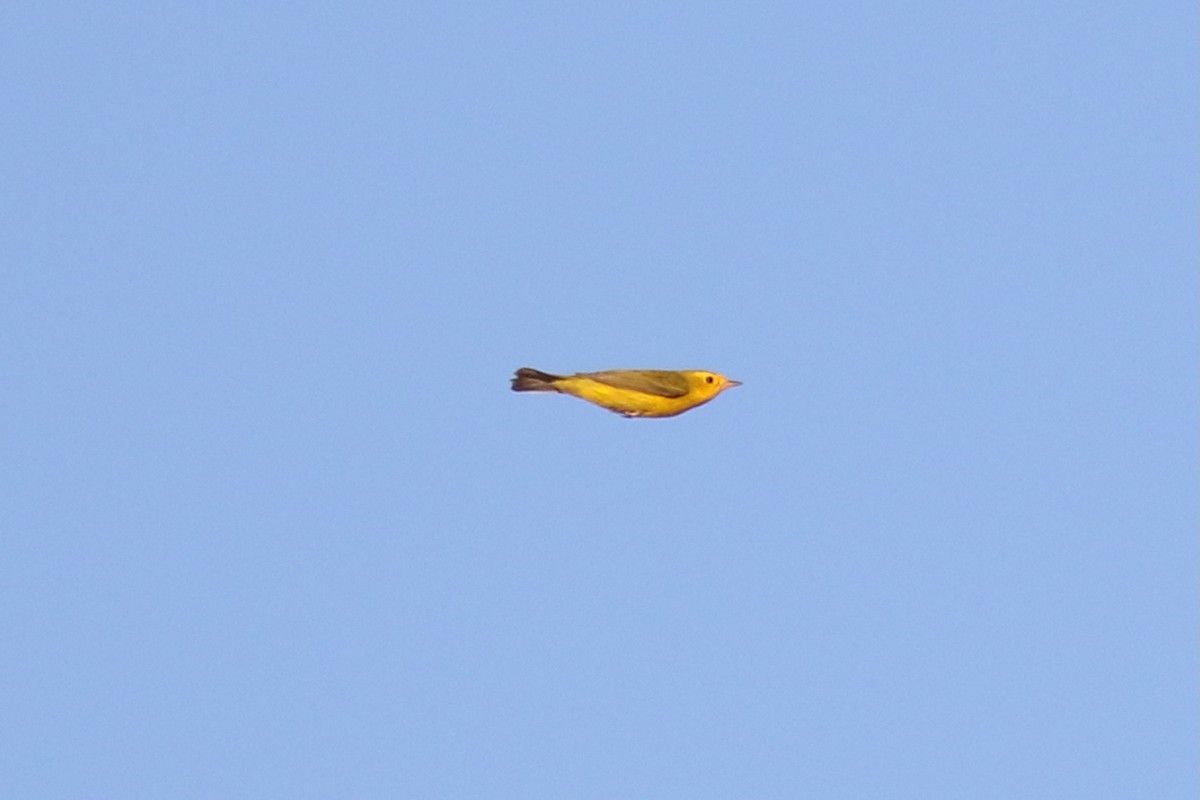 Wilson's Warbler - ML636575093