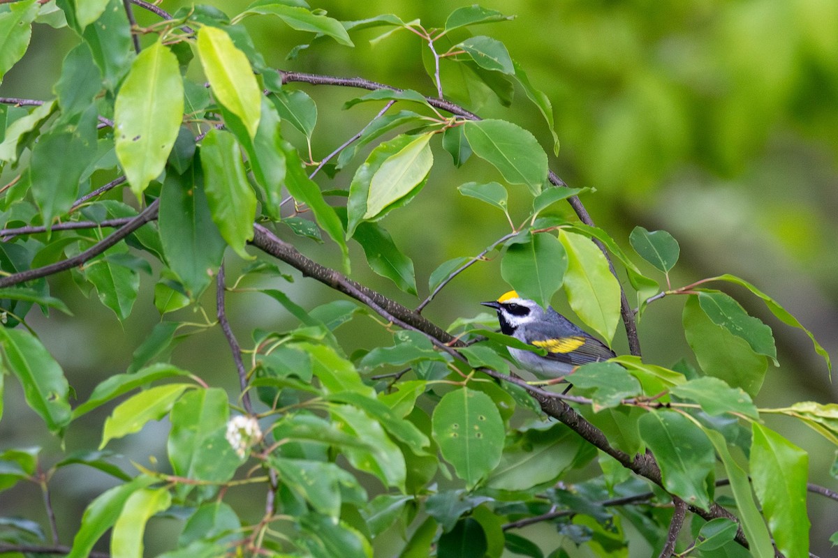 Golden-winged Warbler - ML636575098