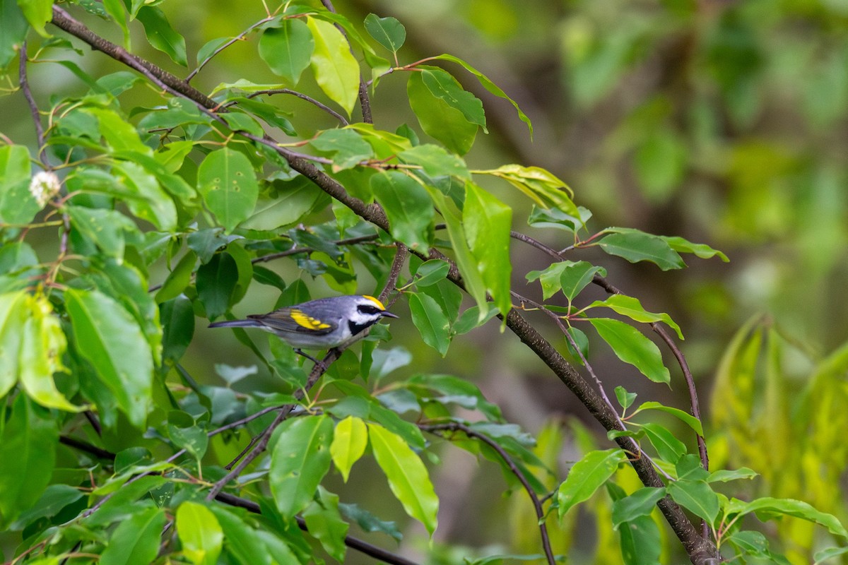 Golden-winged Warbler - ML636575105