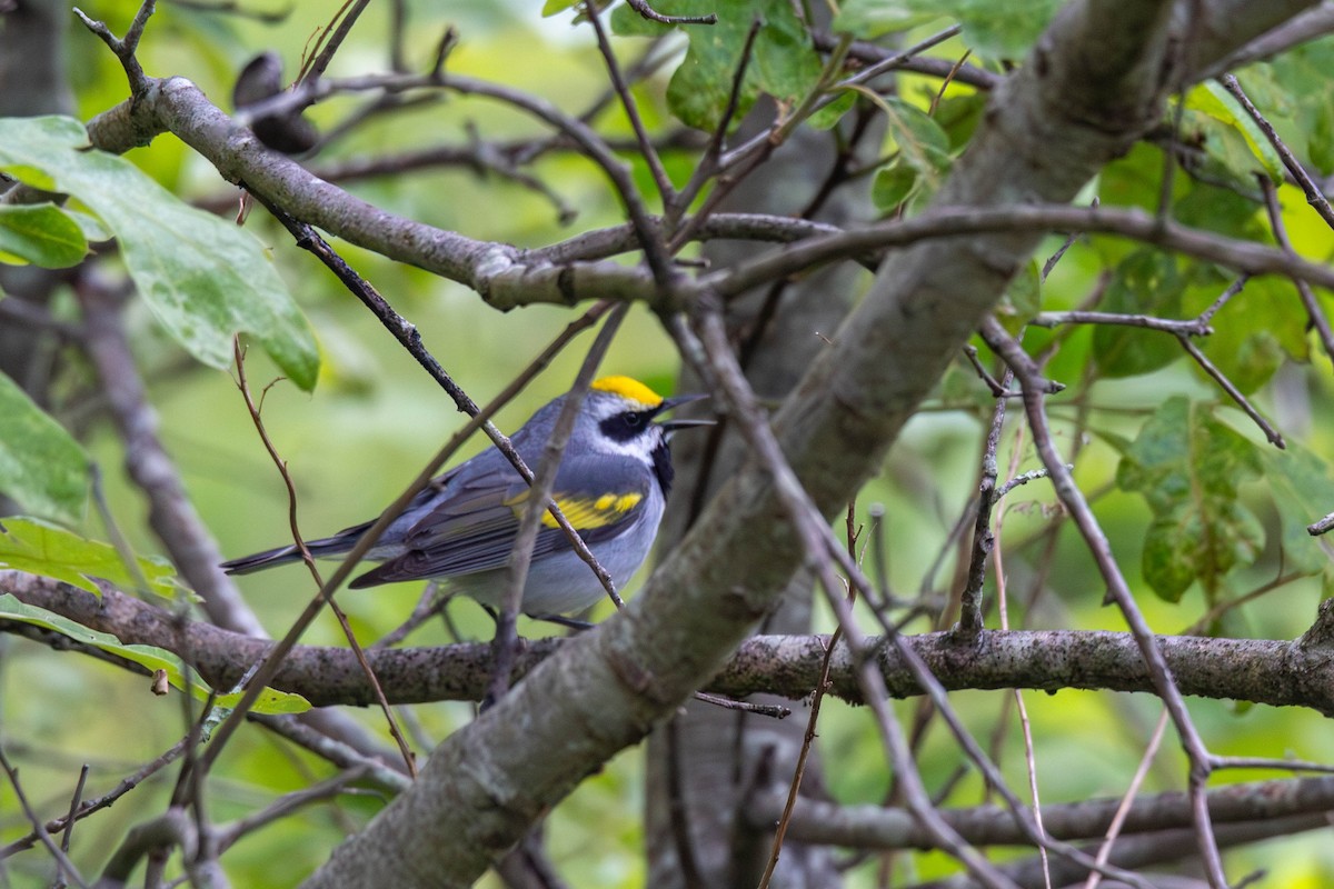 Golden-winged Warbler - ML636575118