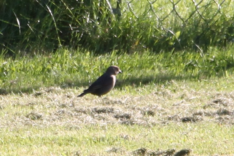 Brown-headed Cowbird - ML636575191