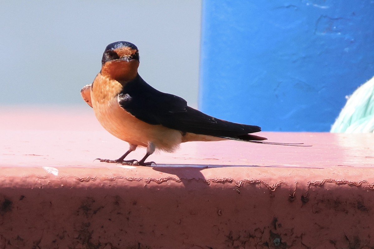 Hirondelle rustique - ML636575248
