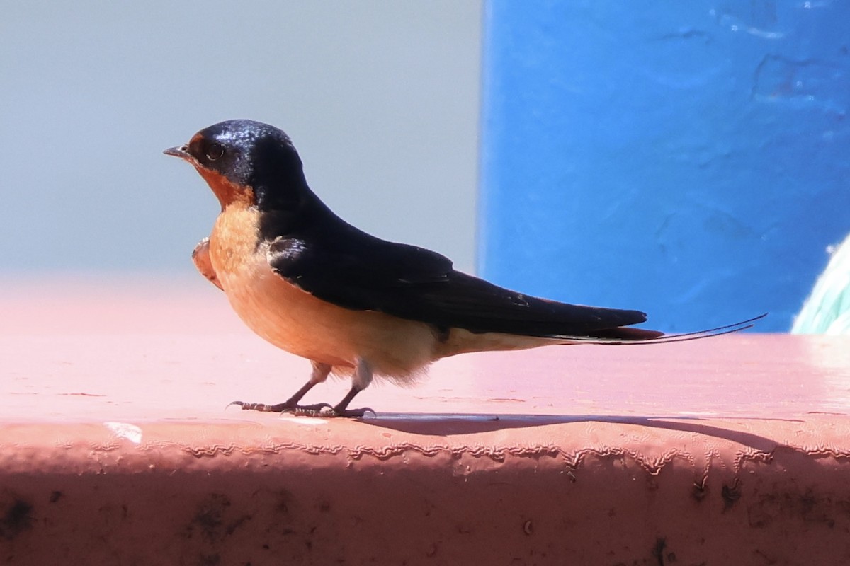 Hirondelle rustique - ML636575251