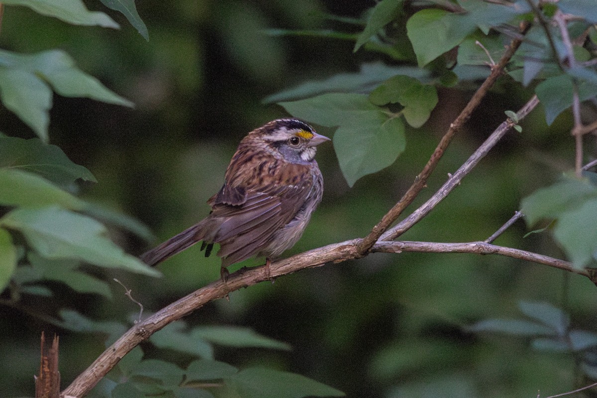 White-throated Sparrow - ML636575354