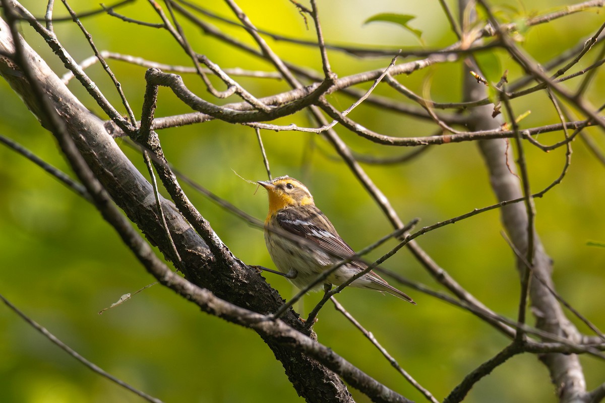 Blackburnian Warbler - ML636575399