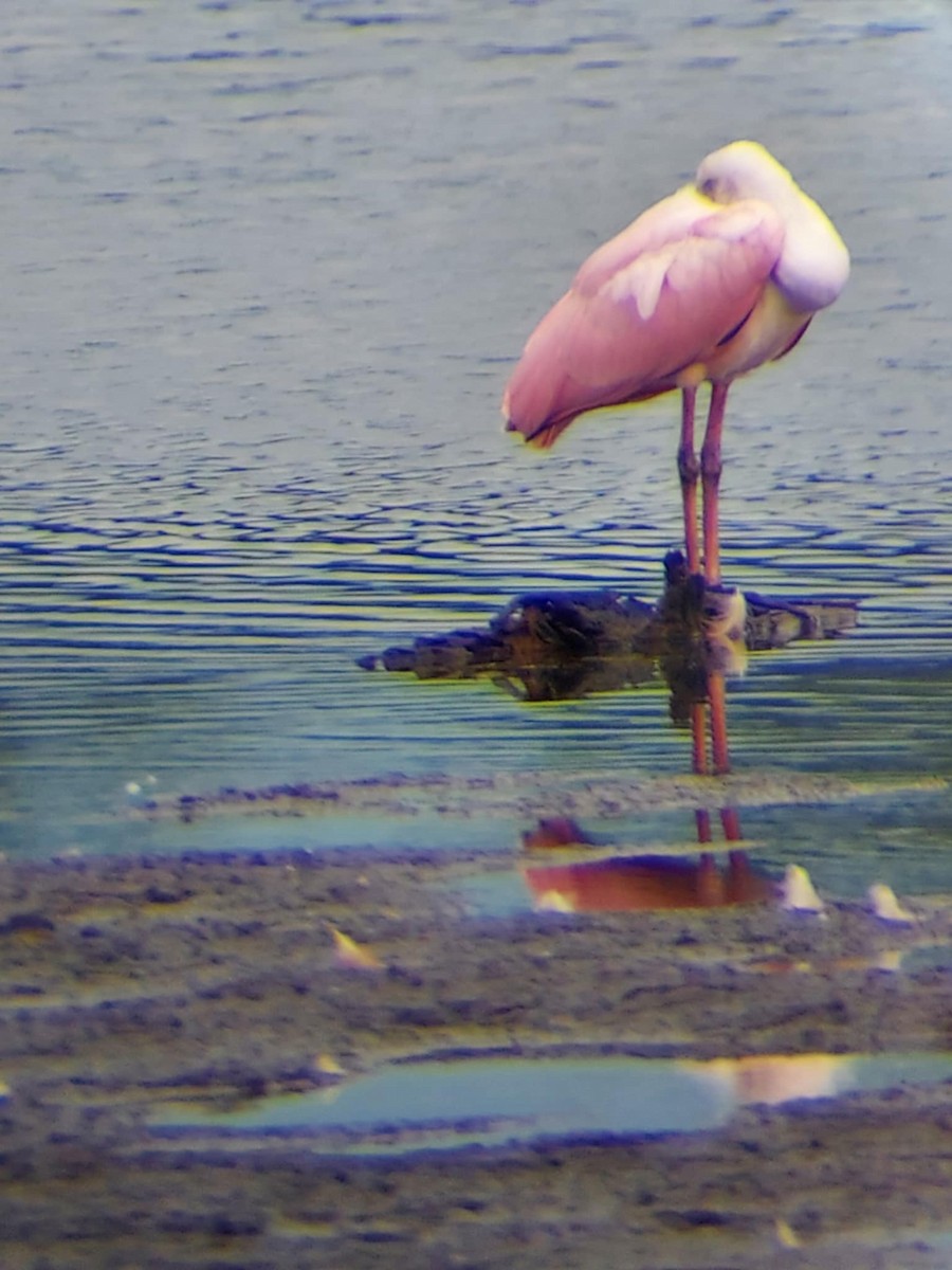 Roseate Spoonbill - ML636575443