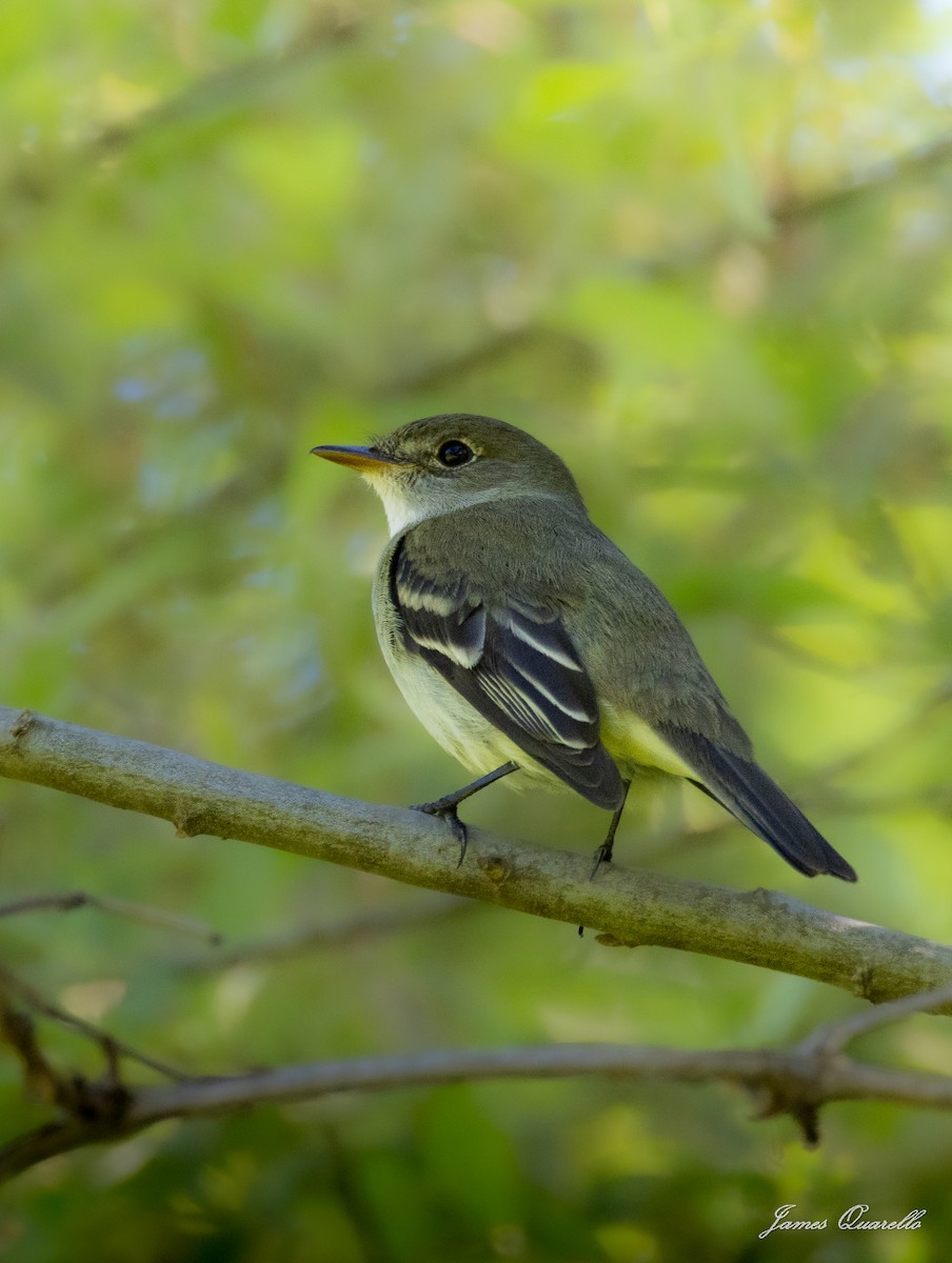 Willow Flycatcher - ML636575581