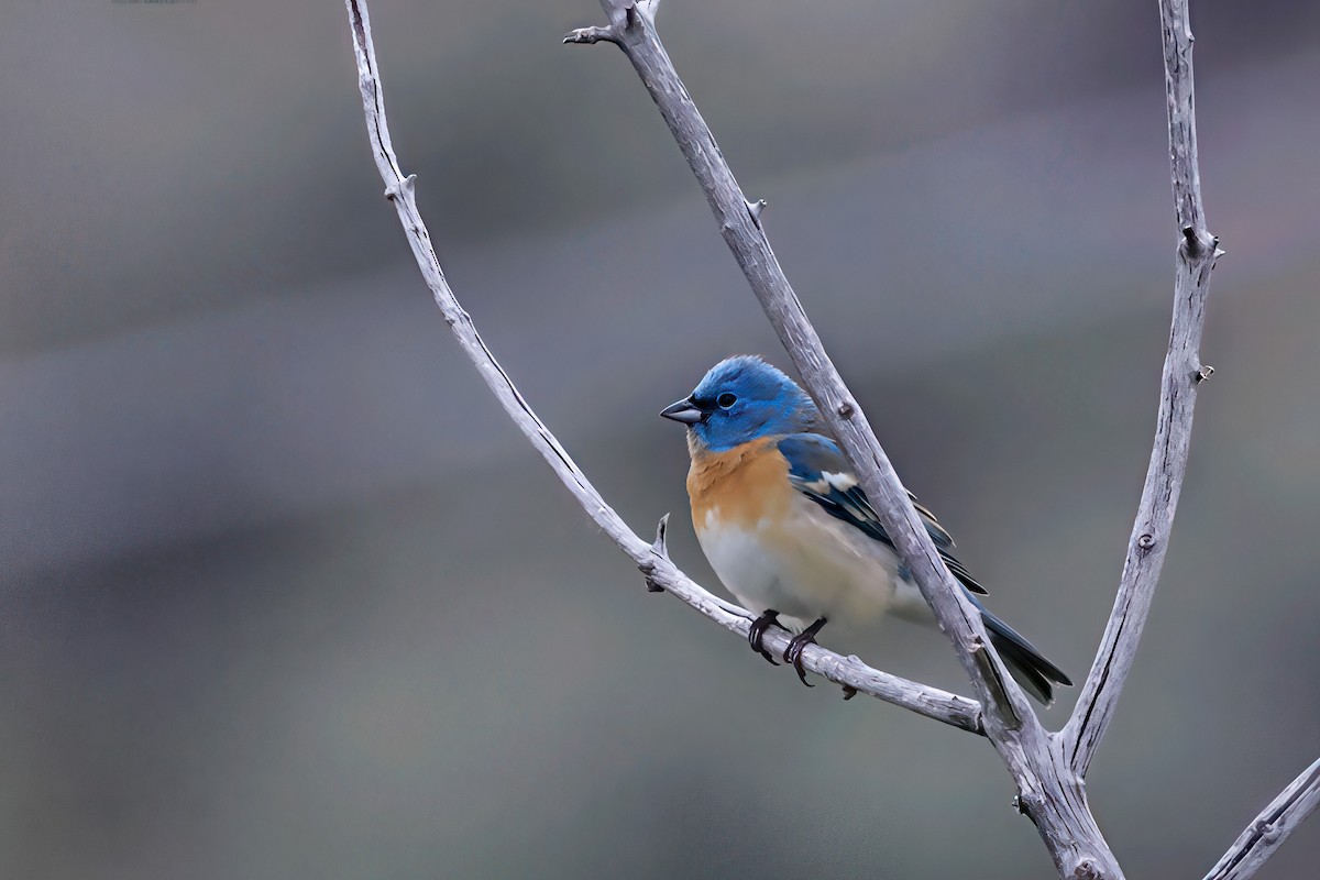 Passerin azuré - ML636575656