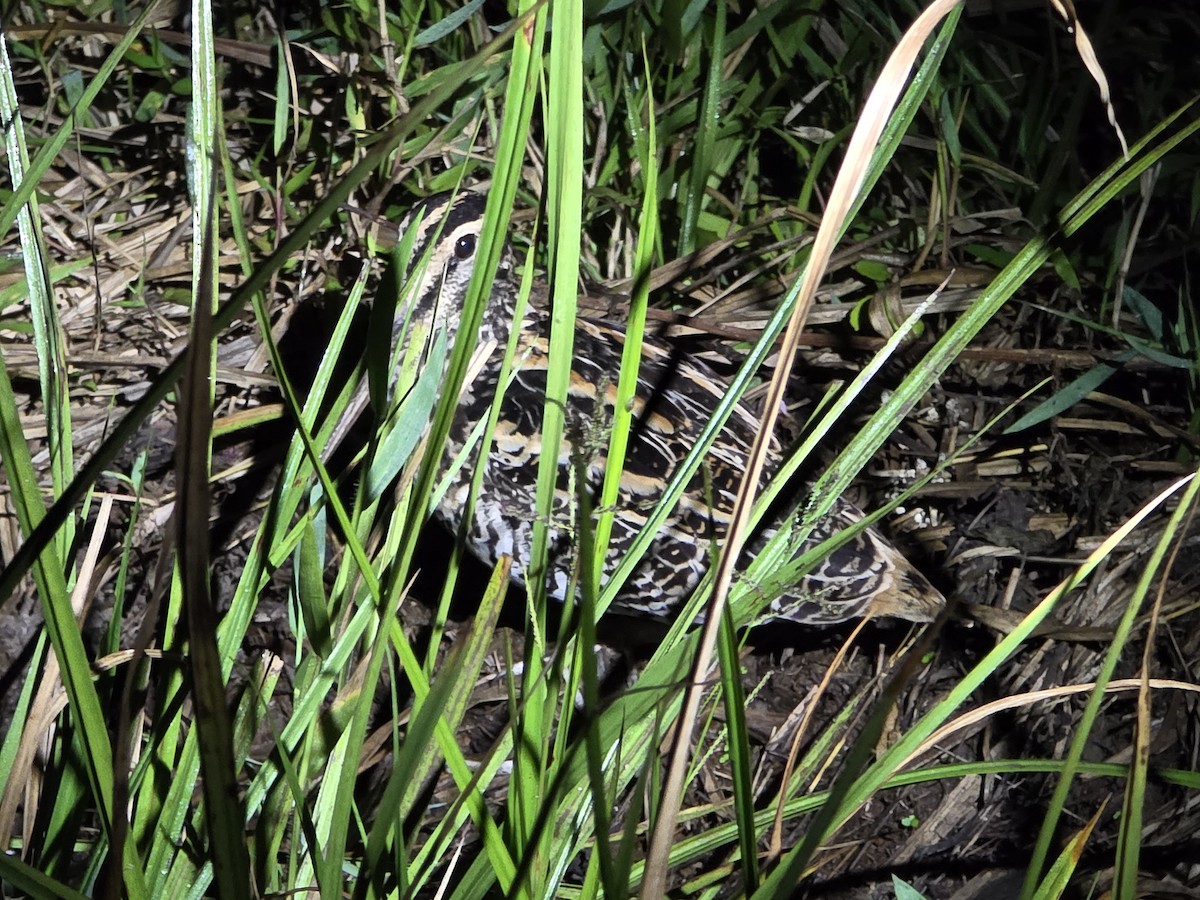 Giant Snipe - ML636575682