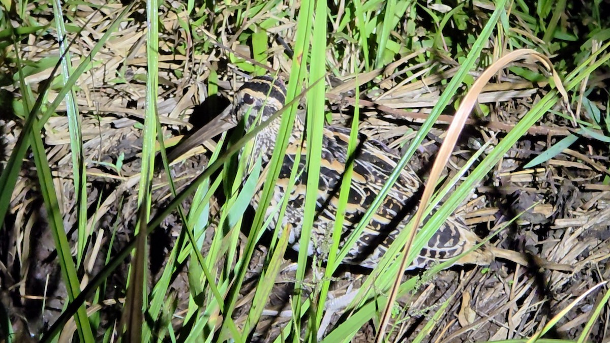 Giant Snipe - ML636575683