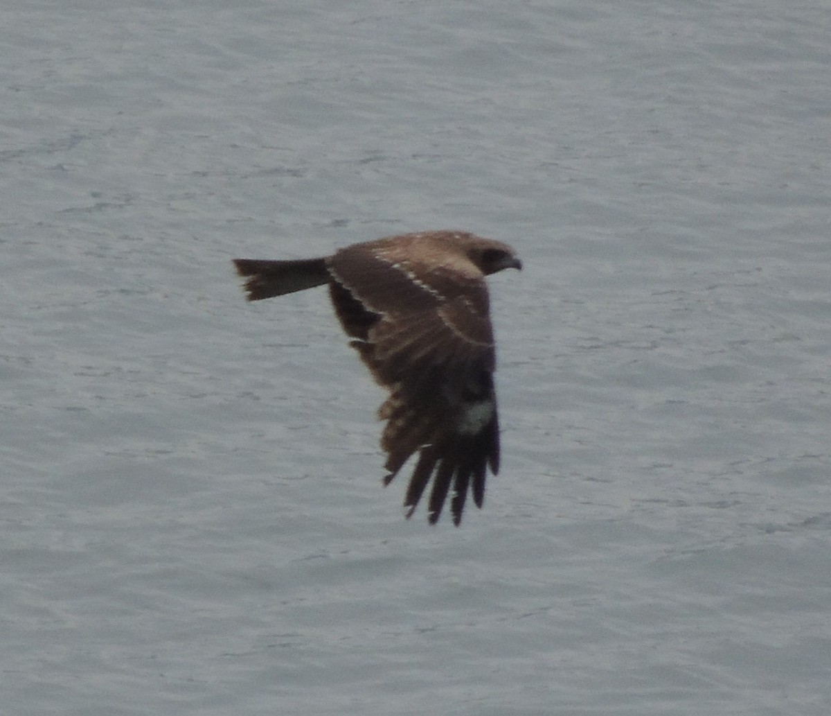 Black Kite (Black-eared) - ML636575706