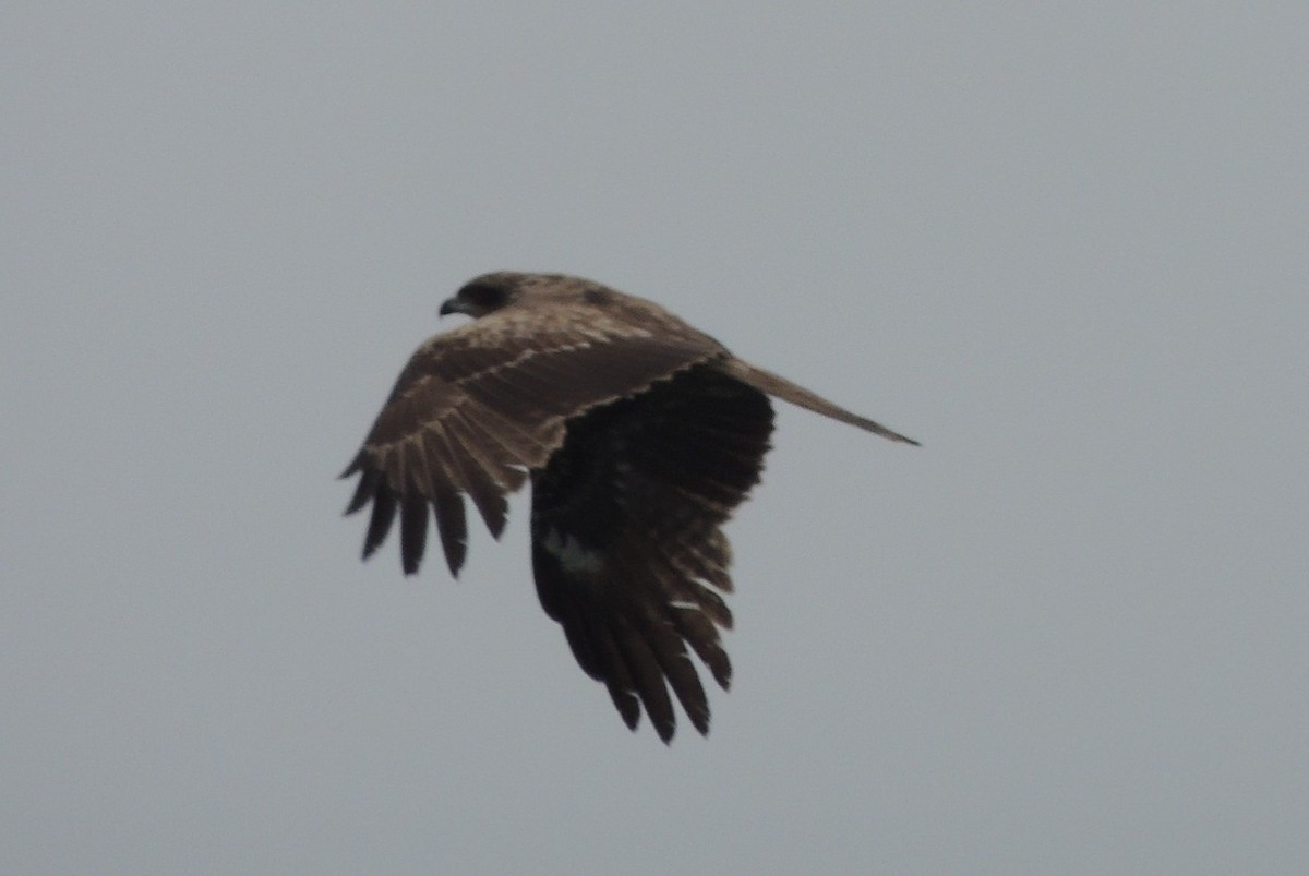 Black Kite (Black-eared) - ML636575707