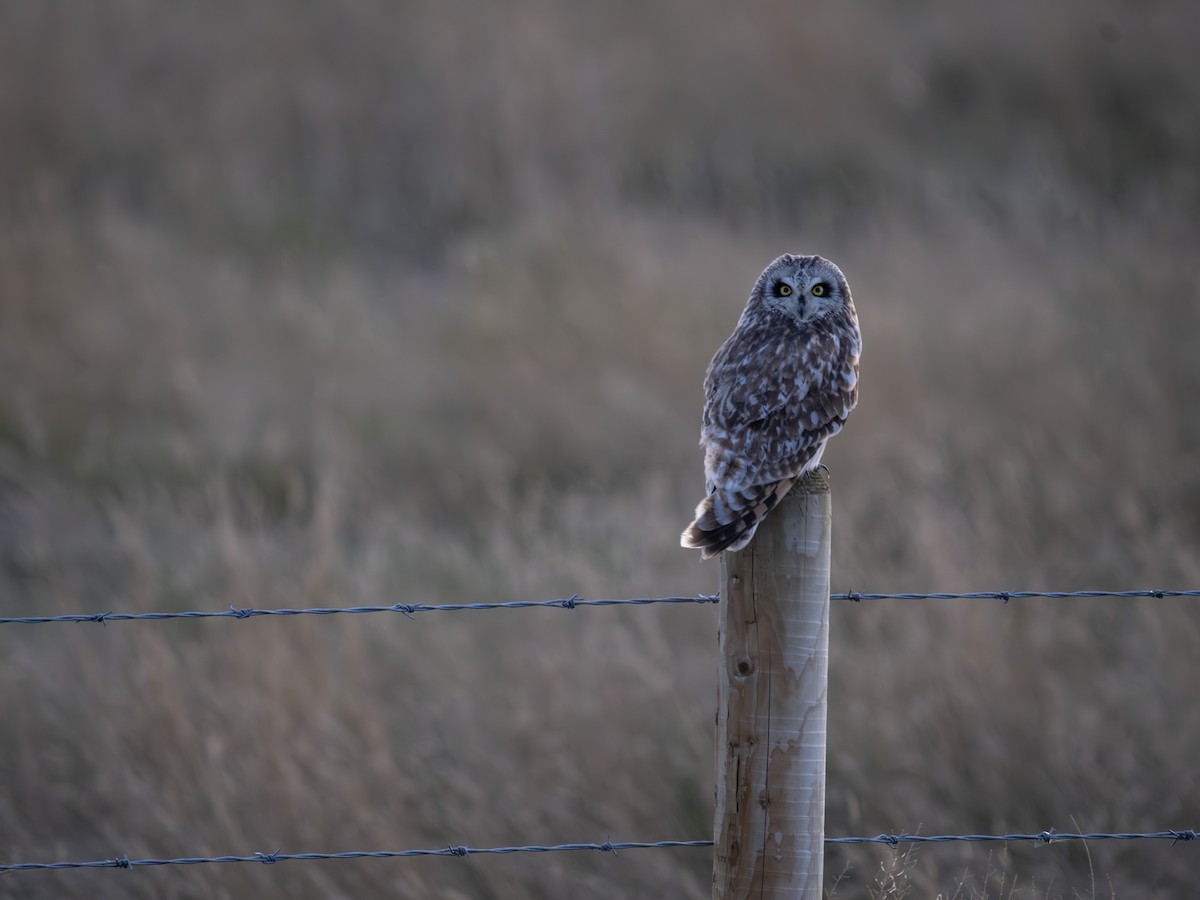 Gufo di palude - ML636575786