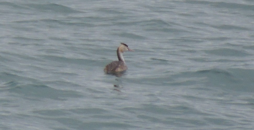 Great Crested Grebe - ML636575790