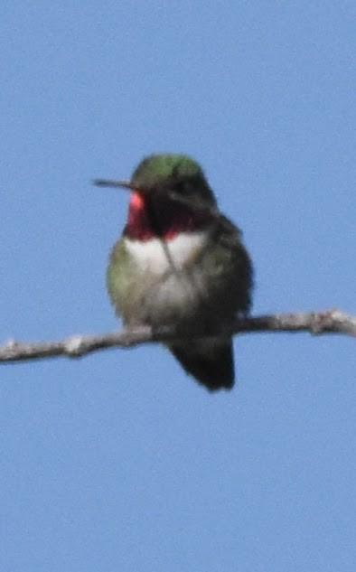 Broad-tailed Hummingbird - ML636575836