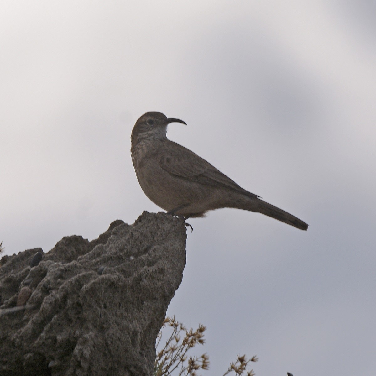 Scale-throated Earthcreeper - ML636575862