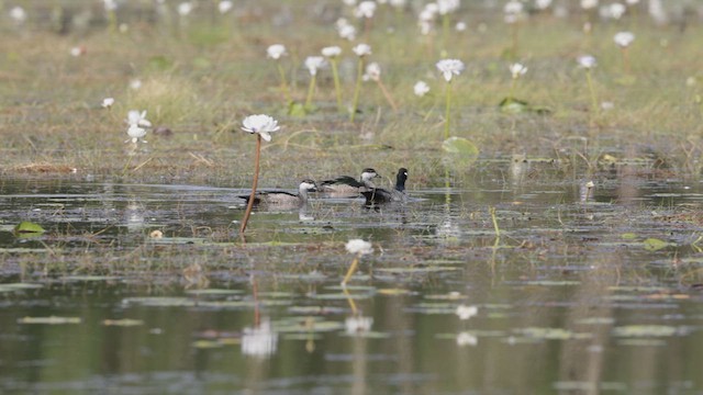 Green Pygmy-Goose - ML636575865