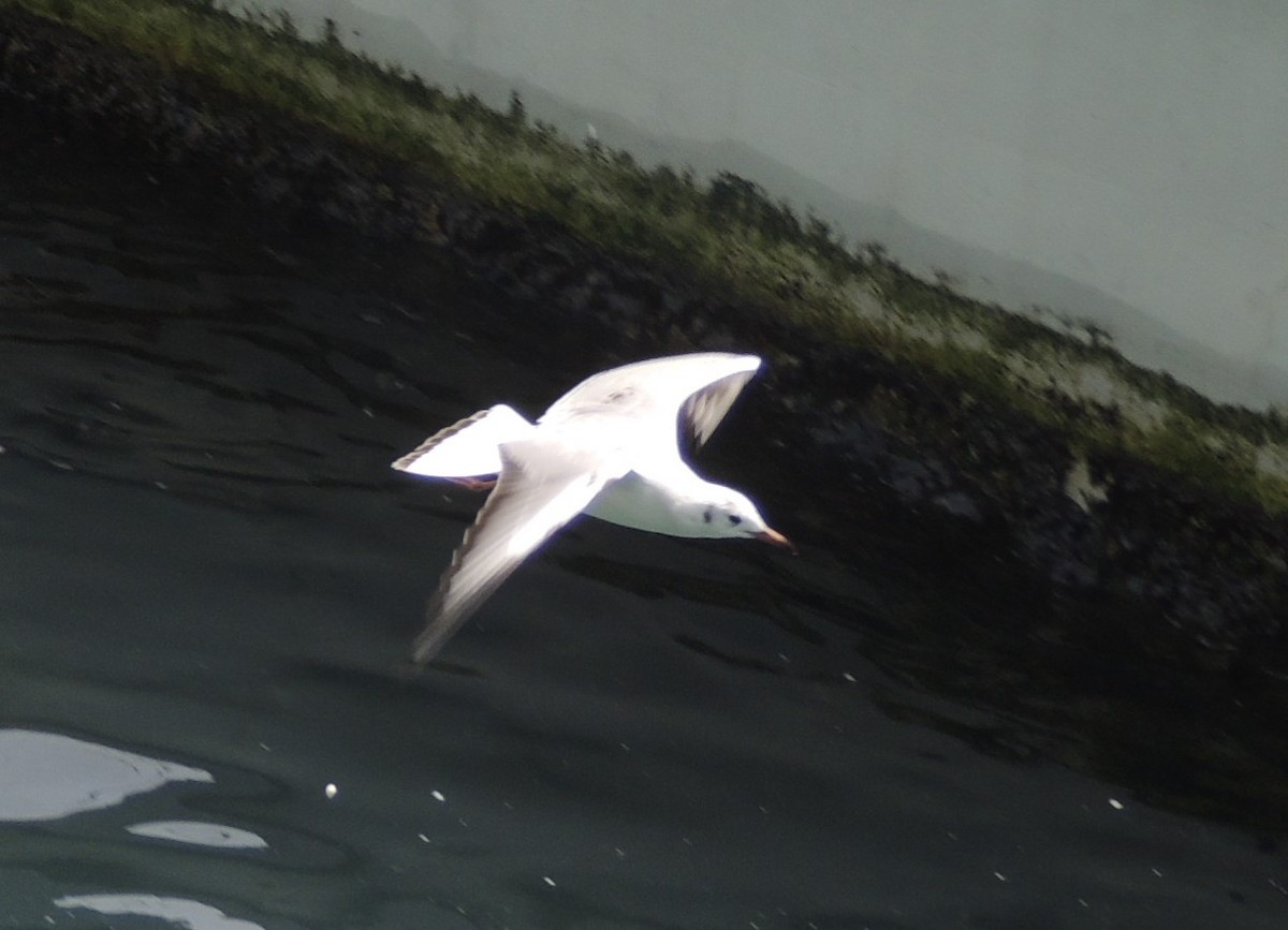 Black-headed Gull - ML636575943
