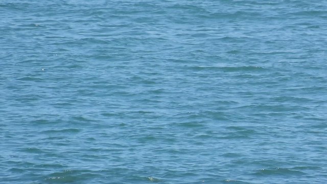 Glaucous-winged Gull - ML636576027
