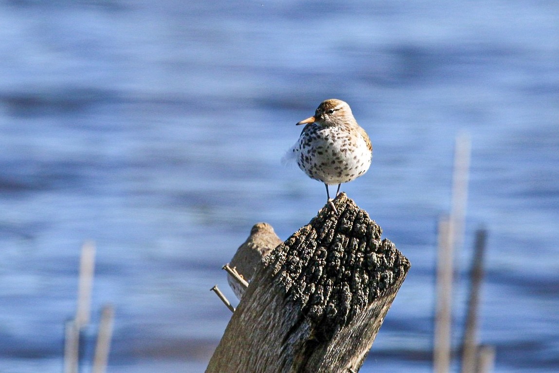 Spotted Sandpiper - ML636576067