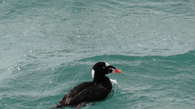 Surf Scoter - ML636576190