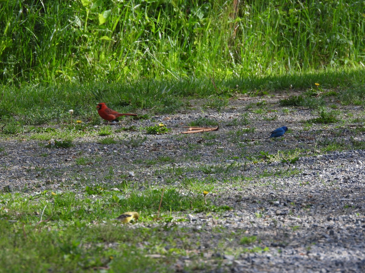 Northern Cardinal - ML636576200
