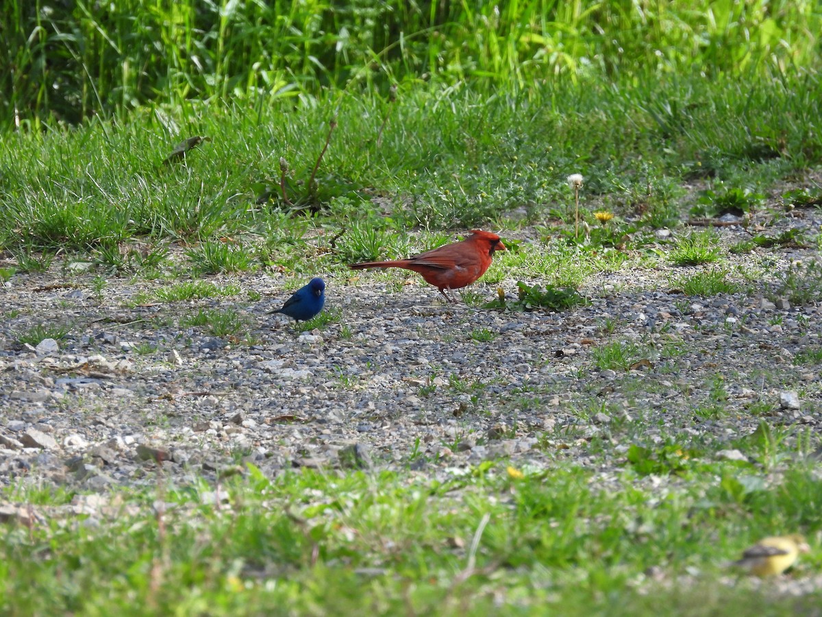 Northern Cardinal - ML636576201