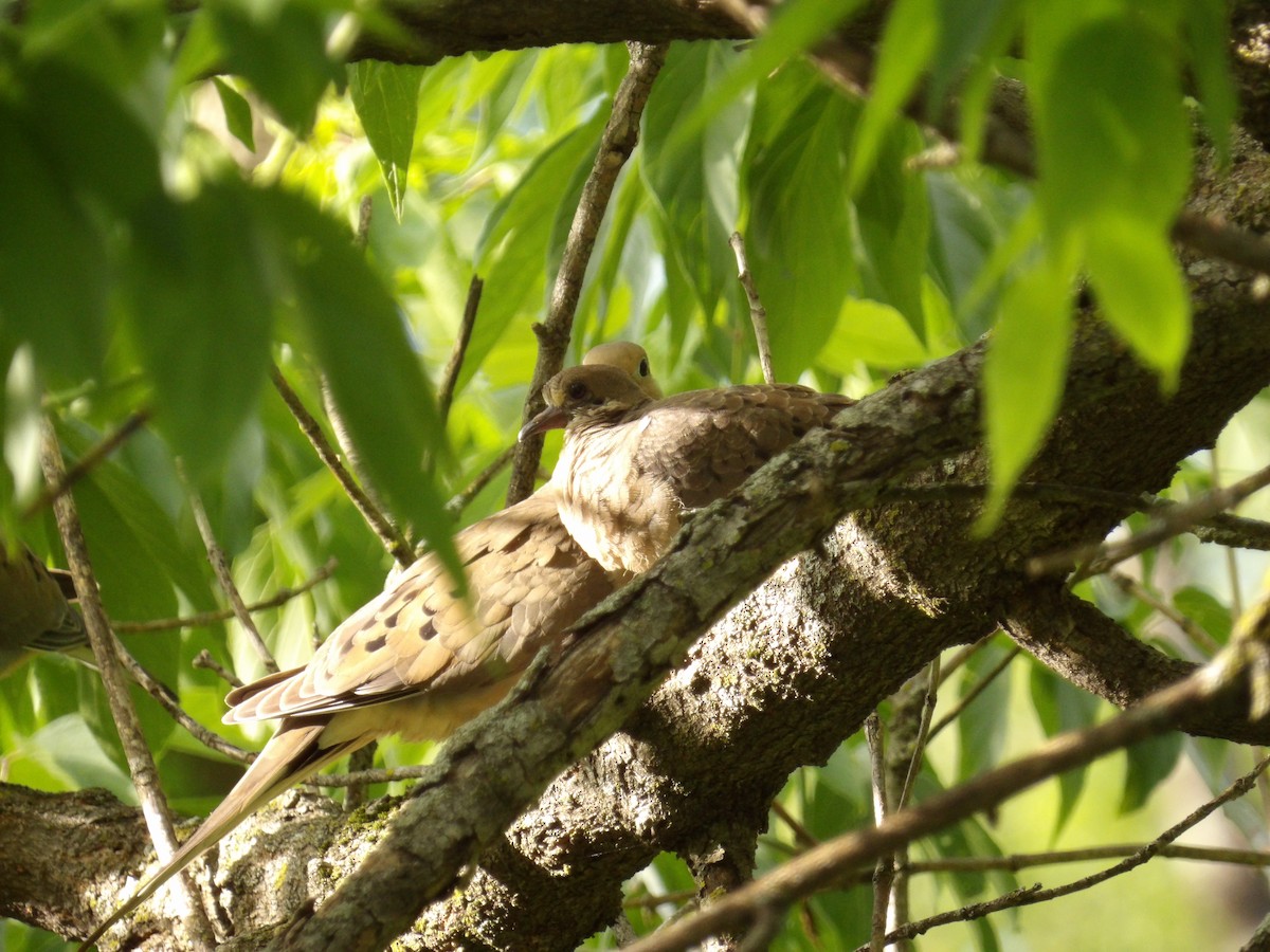 Mourning Dove - ML636576301