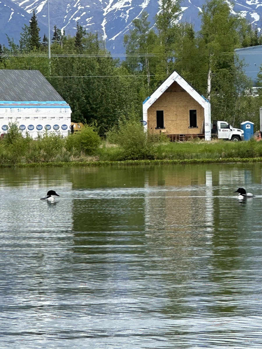 Common Loon - ML636576334