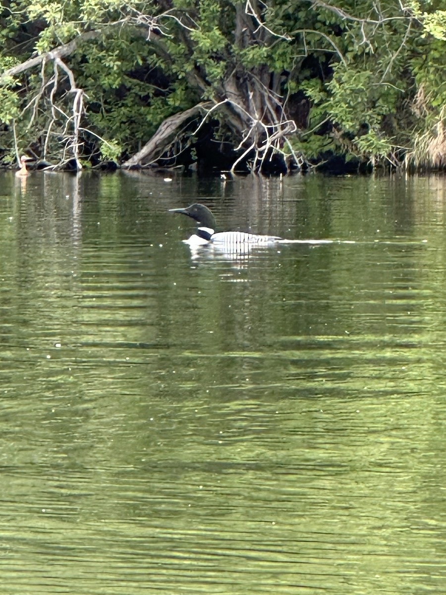 Common Loon - ML636576335
