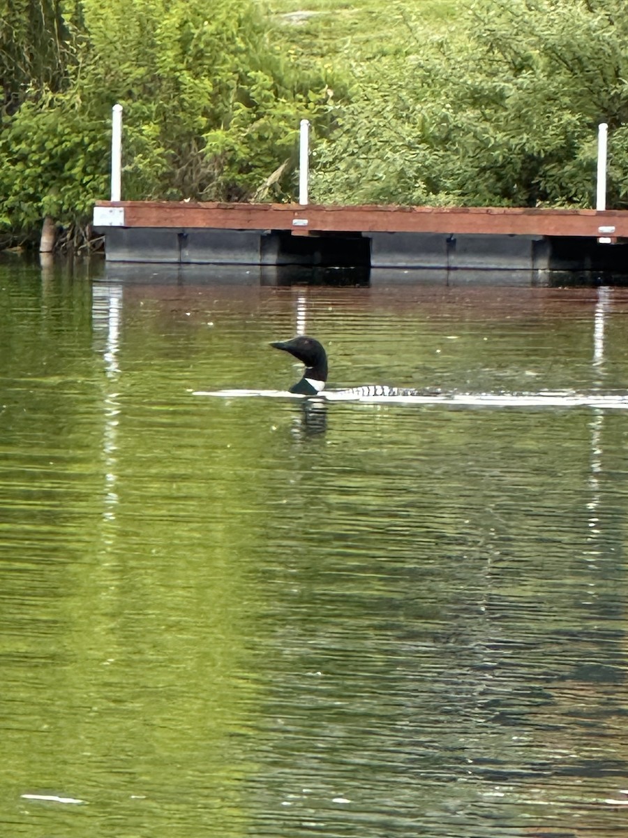 Common Loon - ML636576336