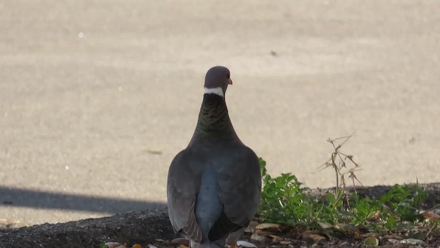 Band-tailed Pigeon - ML636576350