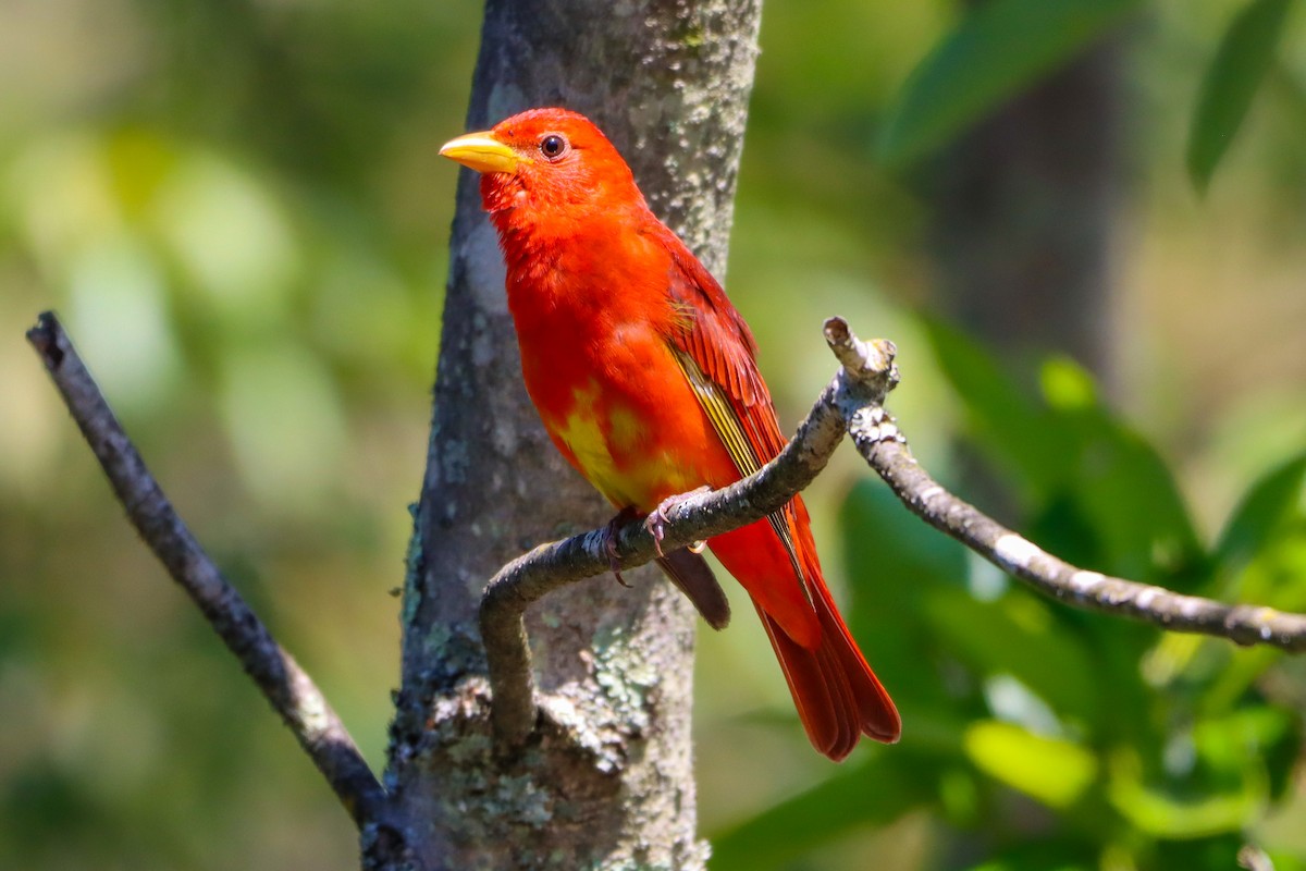 Summer Tanager - ML636576421
