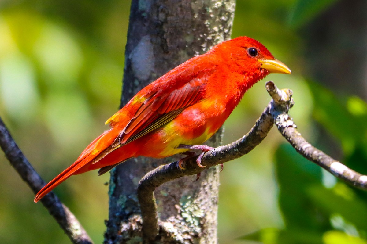 Summer Tanager - ML636576422