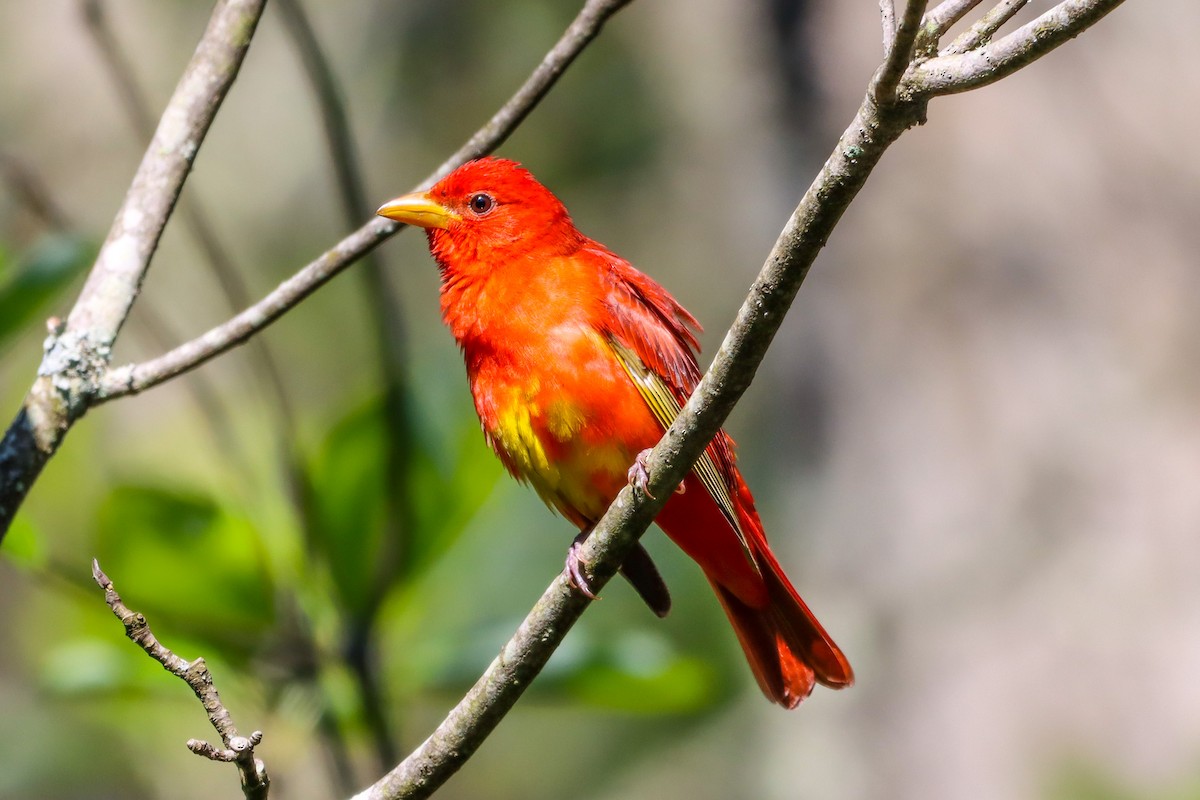 Summer Tanager - ML636576424