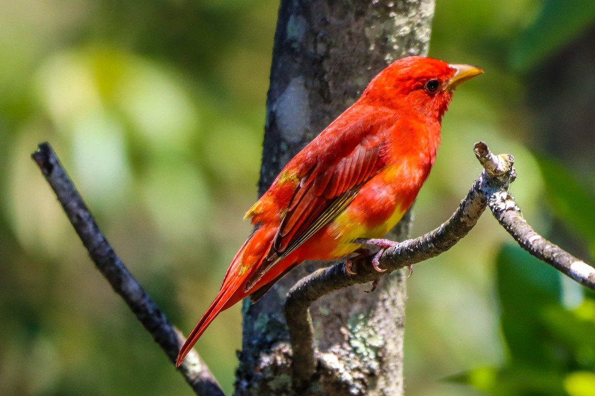 Summer Tanager - ML636576425