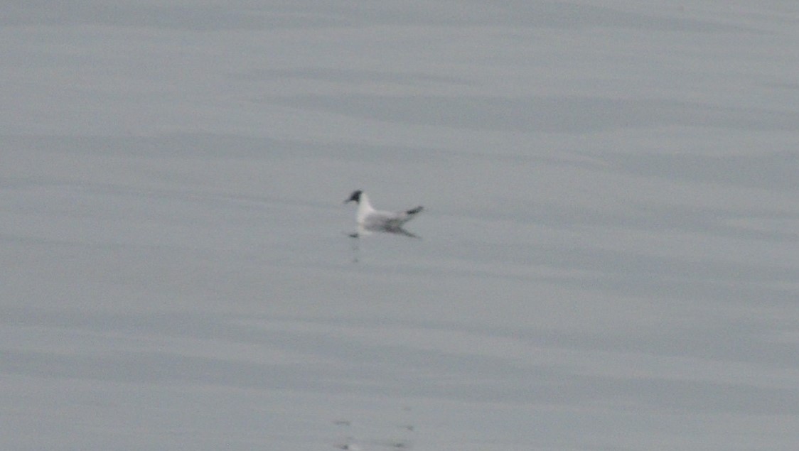 Black-headed Gull - ML636576442