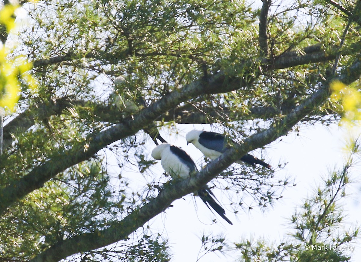 Swallow-tailed Kite - ML636576485