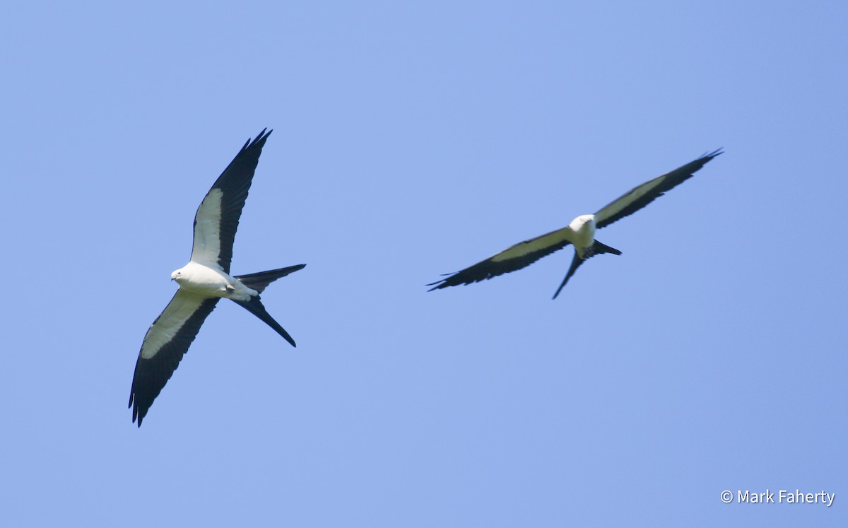 Swallow-tailed Kite - ML636576486
