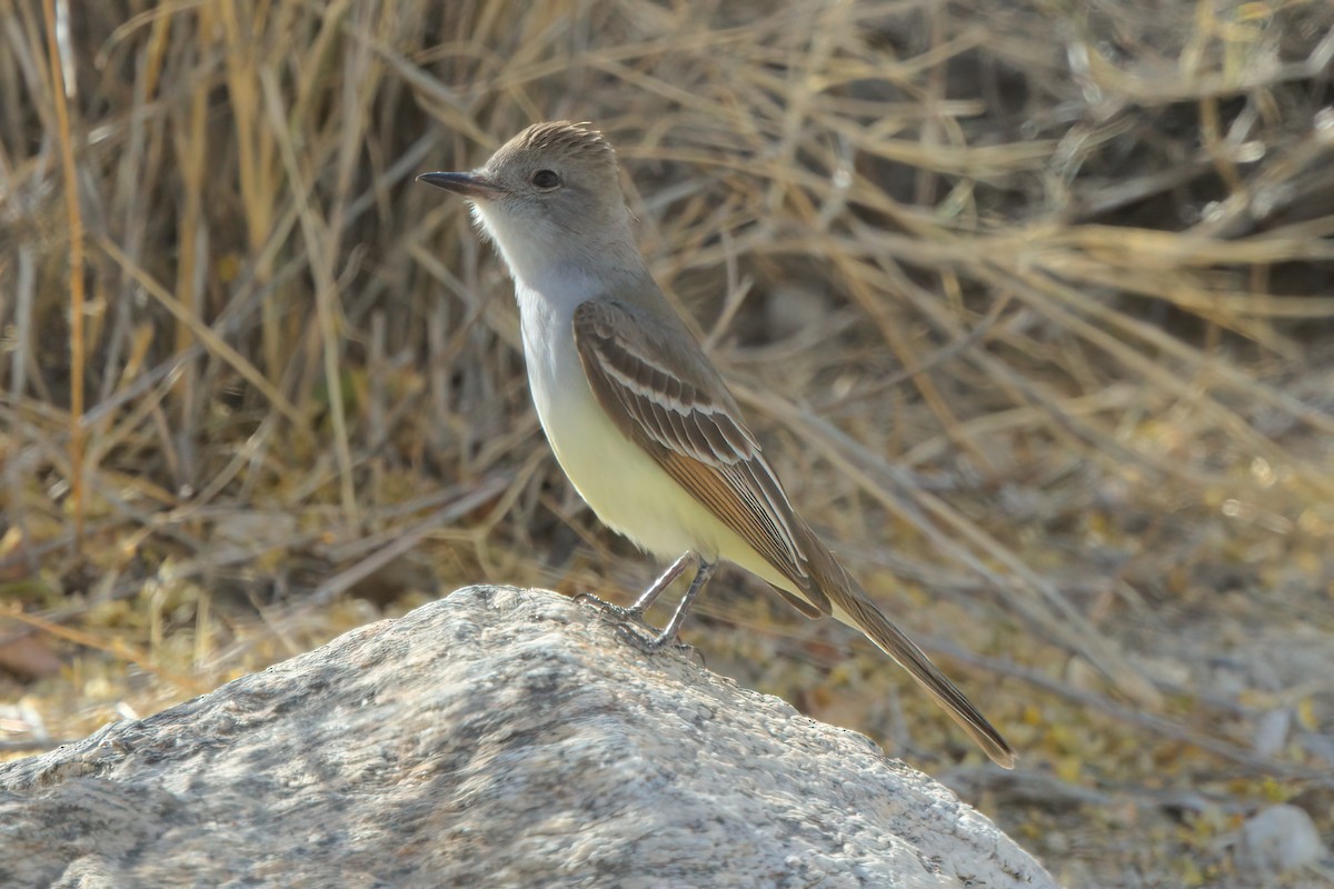 Ash-throated Flycatcher - ML636576488