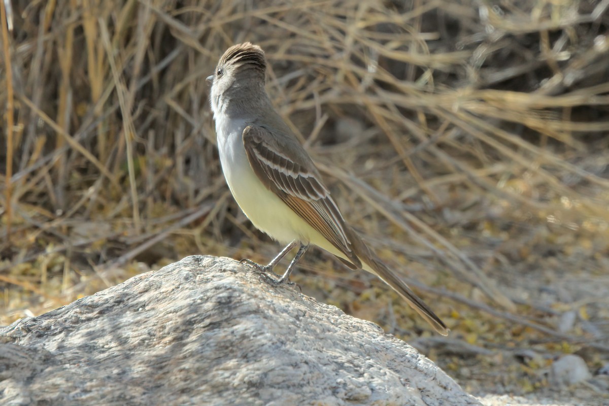Ash-throated Flycatcher - ML636576489