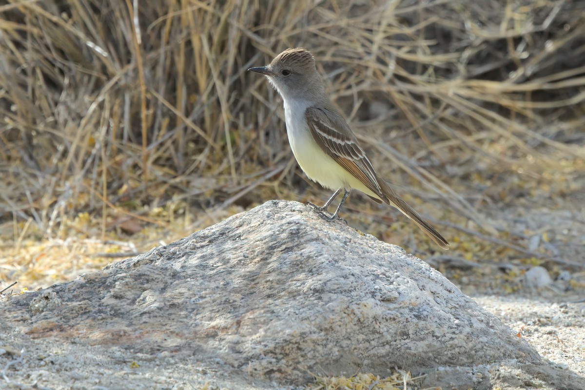 Ash-throated Flycatcher - ML636576490