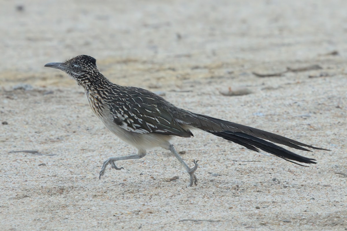 Greater Roadrunner - ML636576544